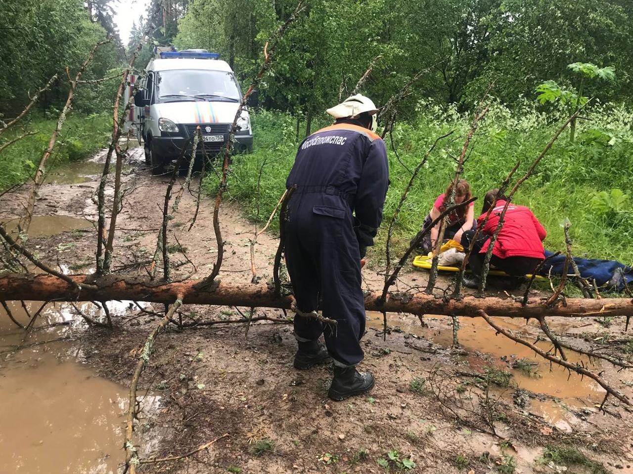 Зеленоград, новости: Дерево упало на катавшуюся на лошади девочку