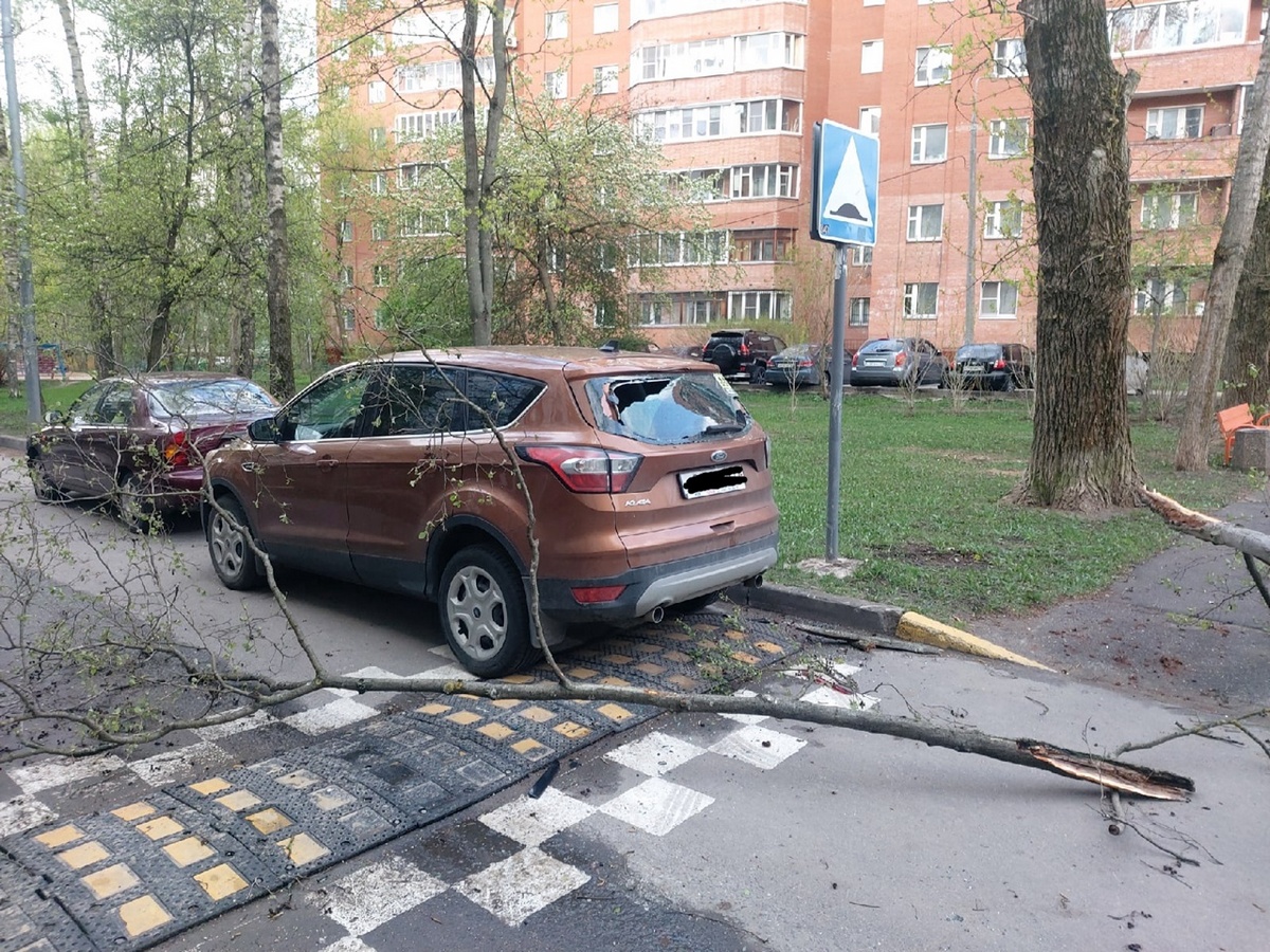 Зеленоград, новости: Упавшие деревья повредили в Зеленограде две машины и  светофор