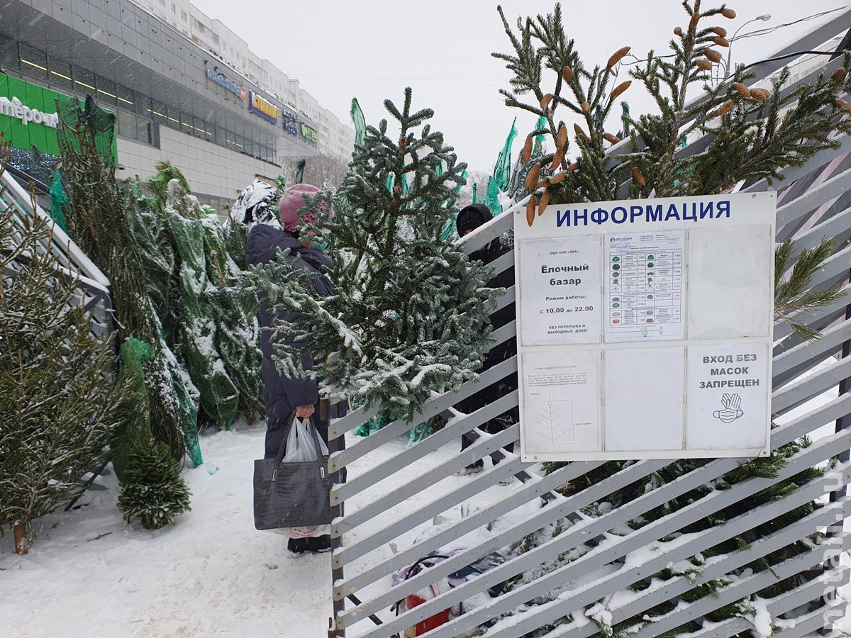 Зеленоград, новости: В Зеленограде открылись елочные базары