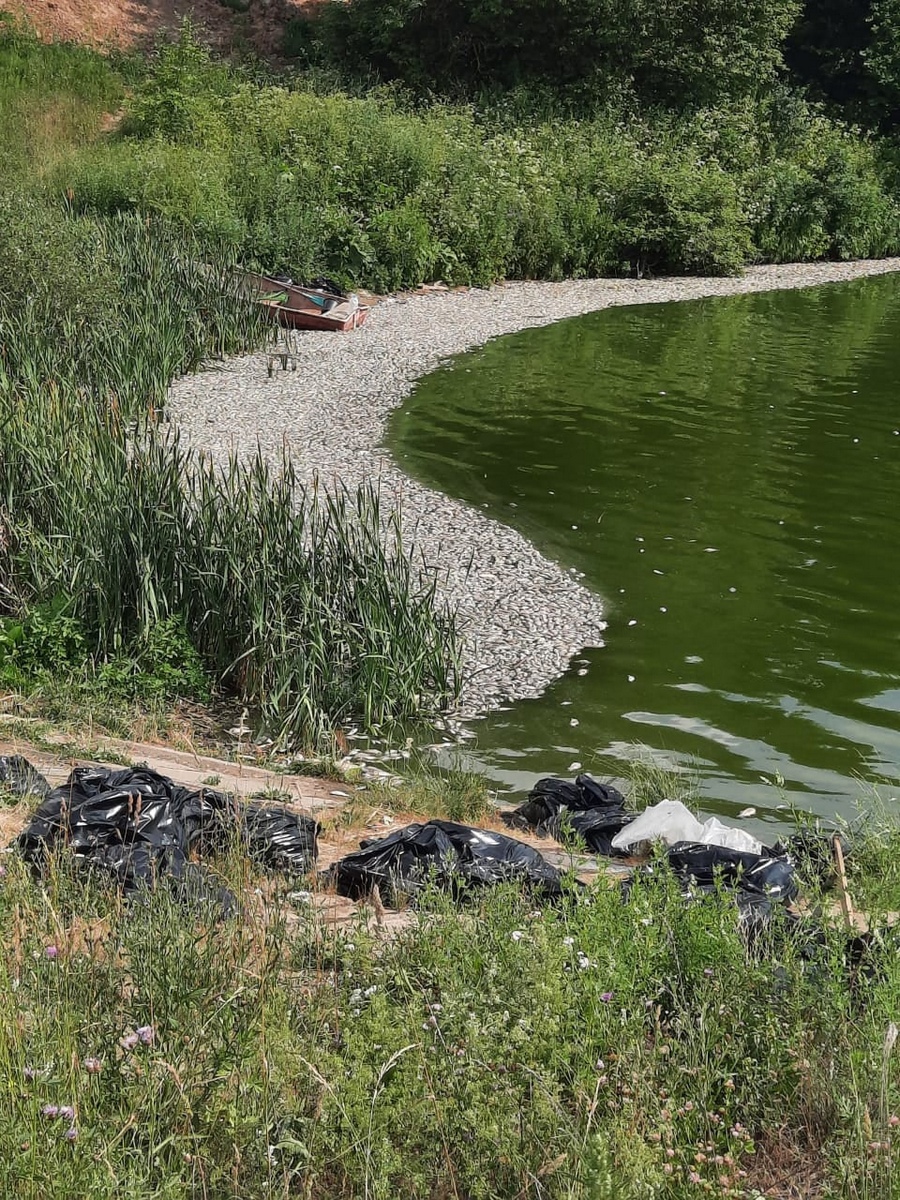 Зеленоград, новости: В водоеме под Зеленоградом вновь погибла рыба