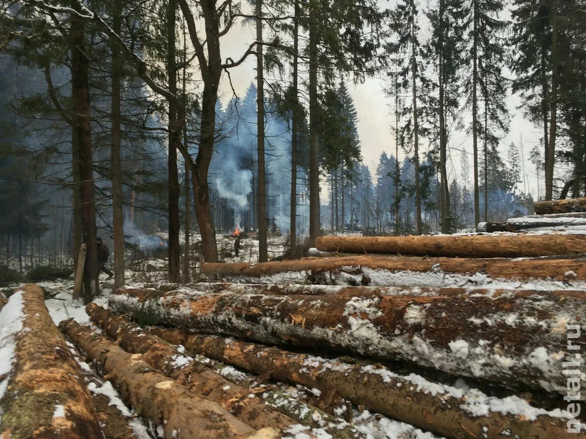 Зеленоград, новости: Под Зеленоградом сжигают порубочные остатки